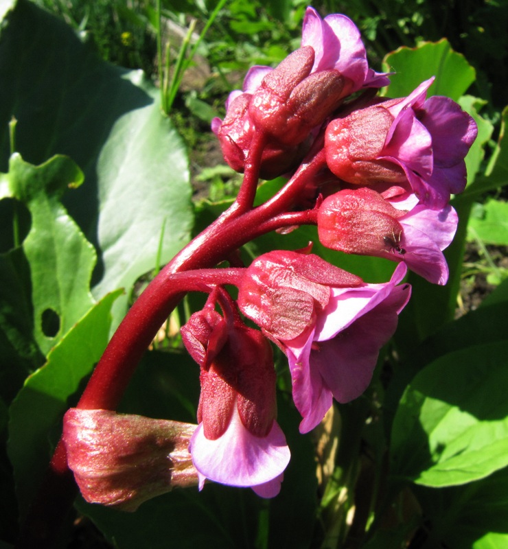 Изображение особи Bergenia crassifolia.