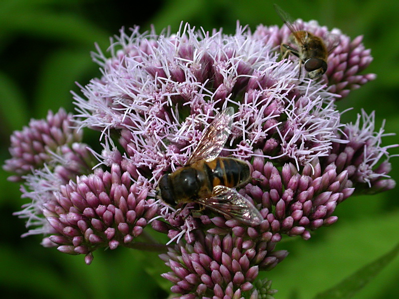 Image of Eupatorium cannabinum specimen.