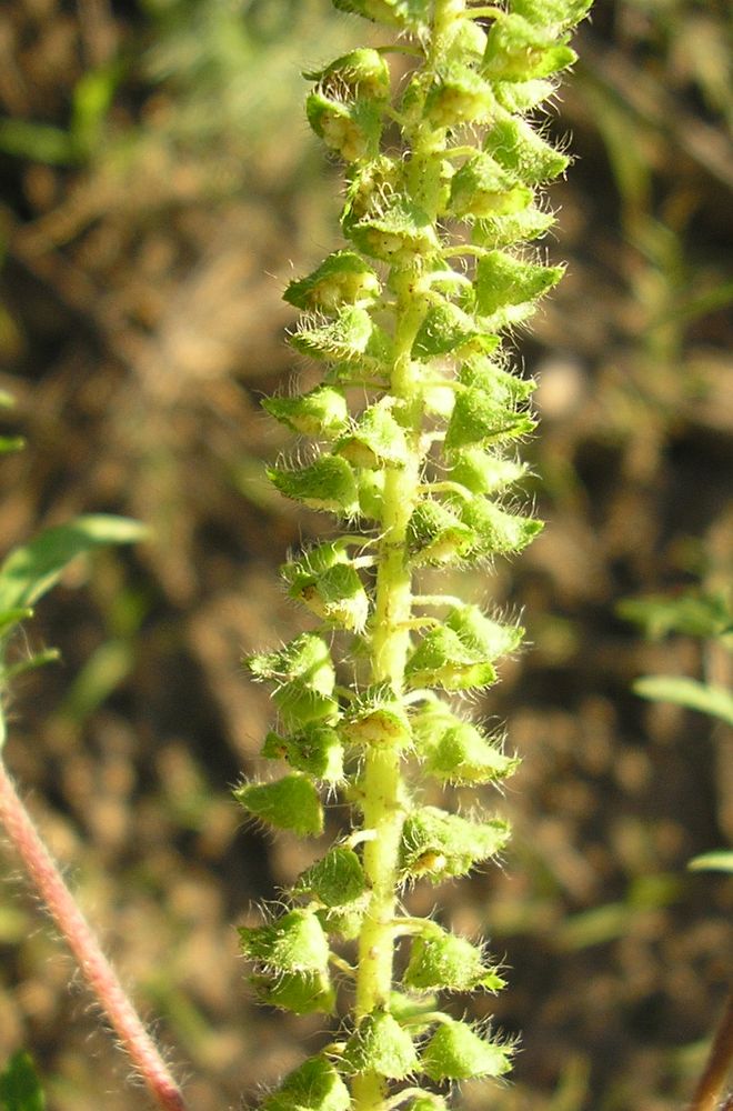 Image of Ambrosia artemisiifolia specimen.