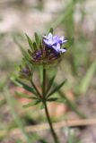 Asperula setosa