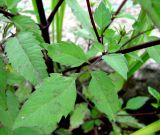 Bidens frondosa. Листья. Марий Эл, г. Козьмодемьянск, обсохшая отмель Чебоксарского вдхр. 23.09.2011.