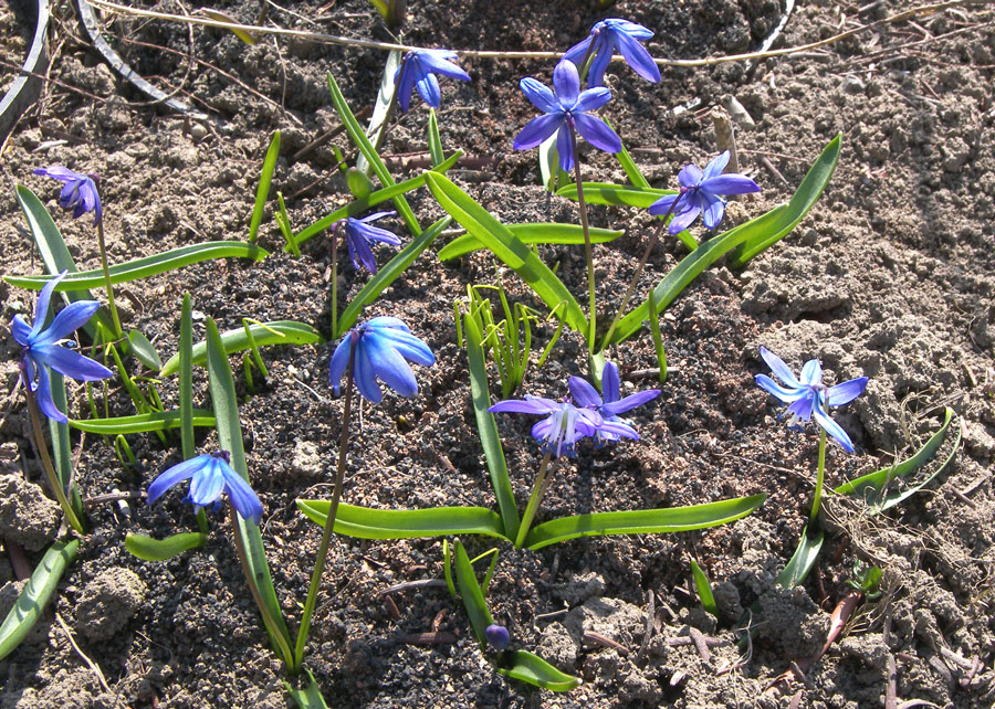 Изображение особи Scilla siberica.