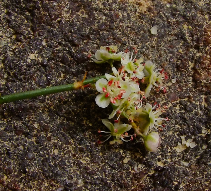 Изображение особи Calligonum polygonoides.