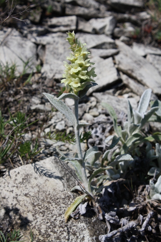 Image of Sideritis euxina specimen.