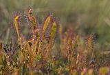 Drosera anglica