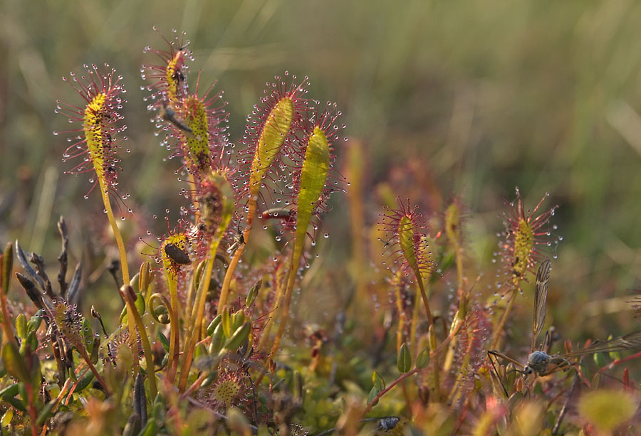 Image of Drosera anglica specimen.