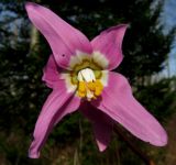 Erythronium sajanense