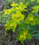 Euphorbia macrorhiza. Соцветия с фуражирующим муравьём. Казахстан, Восточно-Казахстанская область; Западный Алтай, скл. Ульбинского хребта, окр. с. Ушановское. 21.05.2012.