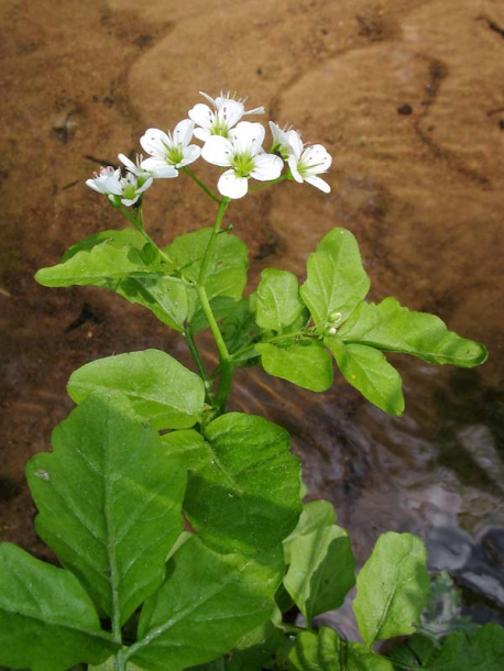 Изображение особи Cardamine amara.