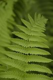 Osmundastrum claytonianum