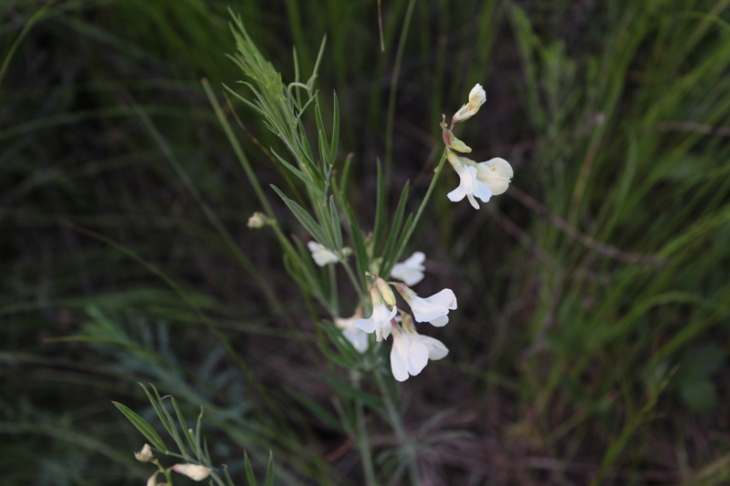 Изображение особи Lathyrus pallescens.