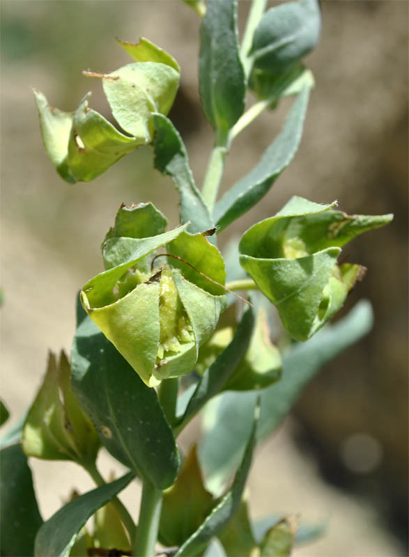 Image of Caccinia macranthera specimen.