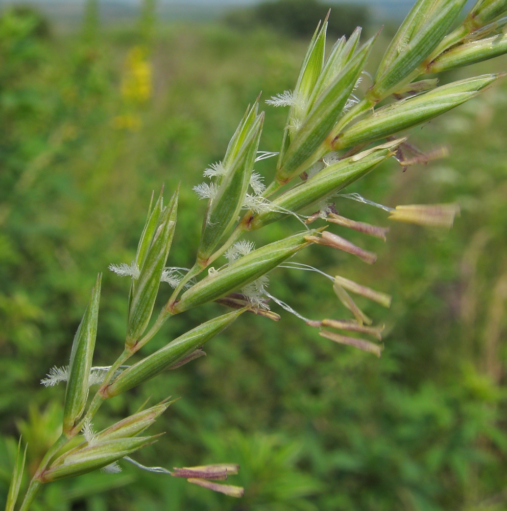 Изображение особи Elytrigia repens.