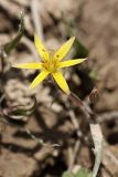 Gagea turkestanica