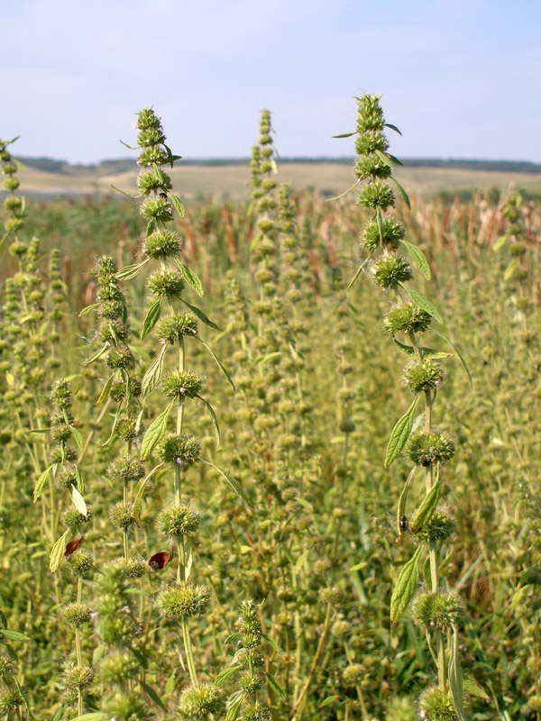 Изображение особи Chaiturus marrubiastrum.