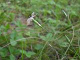 Dianthus campestris