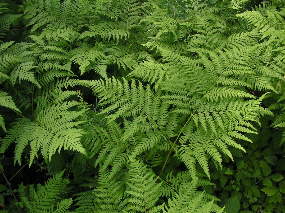 Изображение особи Pteridium pinetorum.