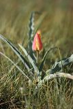 Tulipa lemmersii