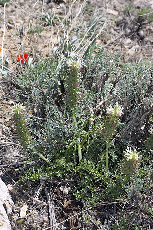 Image of Pedicularis olgae specimen.