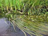 Sagittaria sagittifolia