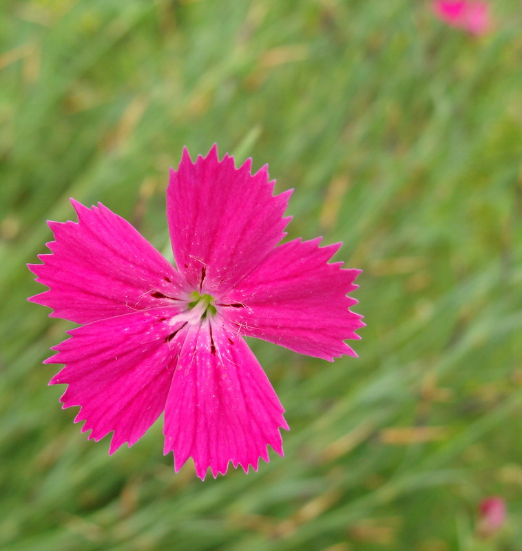 Изображение особи Dianthus versicolor.