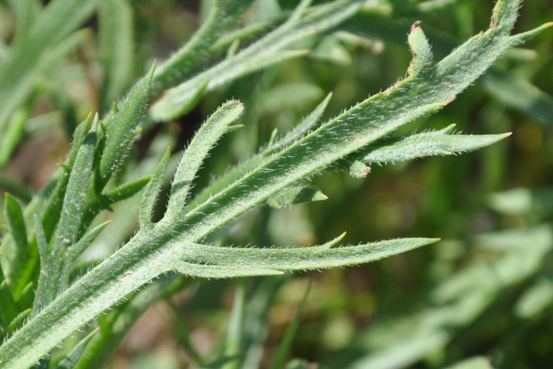 Изображение особи Plantago coronopus.