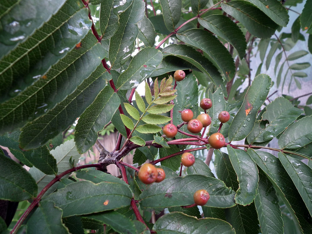 Изображение особи Sorbus aucuparia ssp. glabrata.