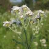 Achillea cartilaginea. Общее соцветие. Республика Хакасия, Ширинский р-н, окр. с. Ефремкино, луг в дол. р. Белый Июс. 28.07.2012.