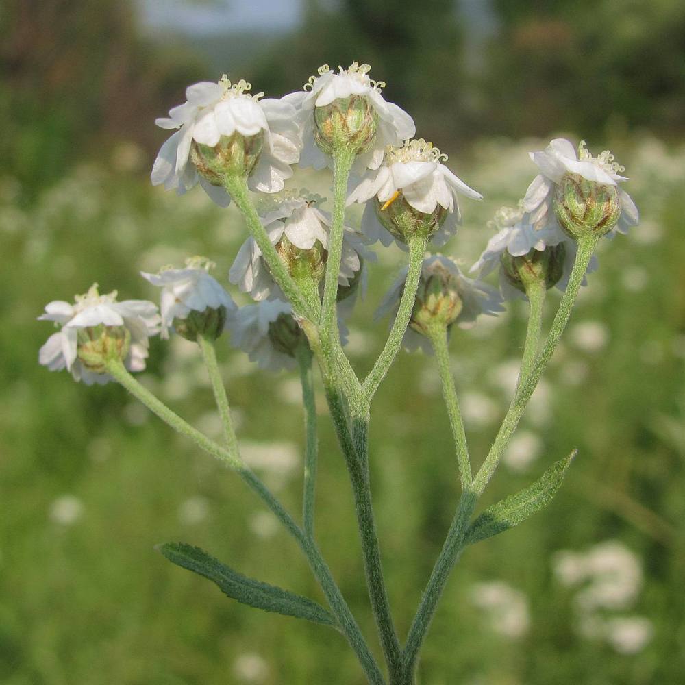 Image of Achillea cartilaginea specimen.