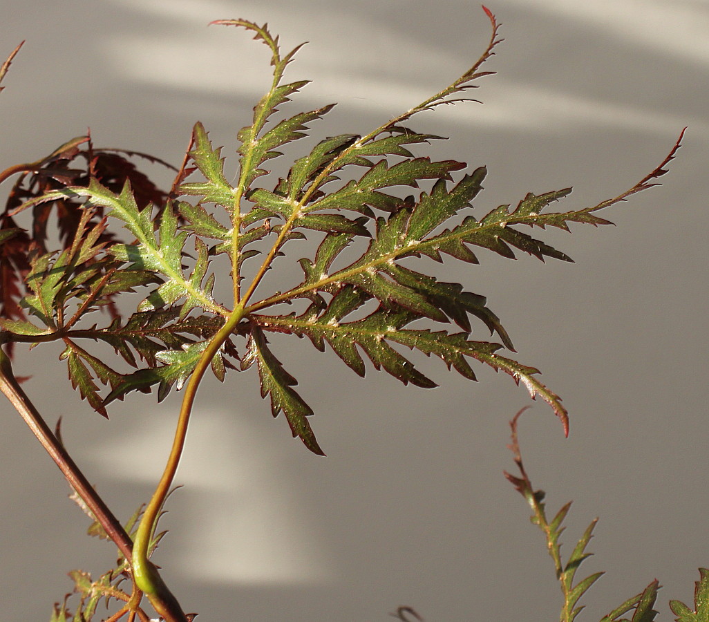 Image of Acer palmatum specimen.