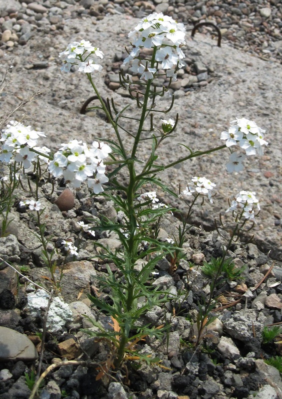 Изображение особи Dontostemon pinnatifidus.