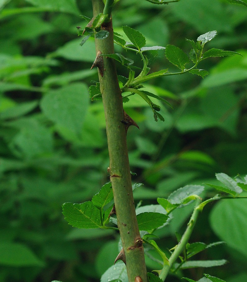 Image of genus Rosa specimen.