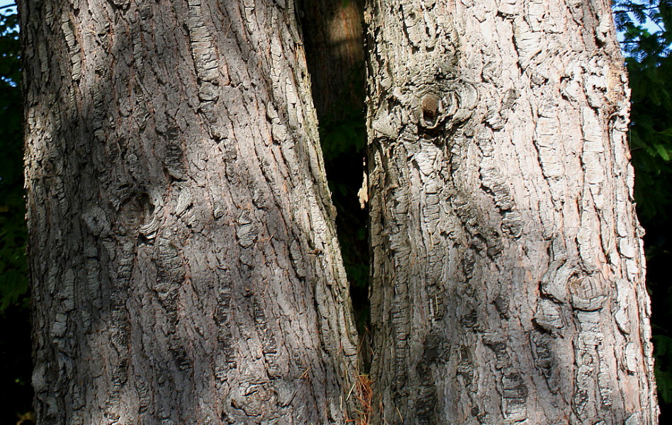 Image of Cedrus deodara specimen.