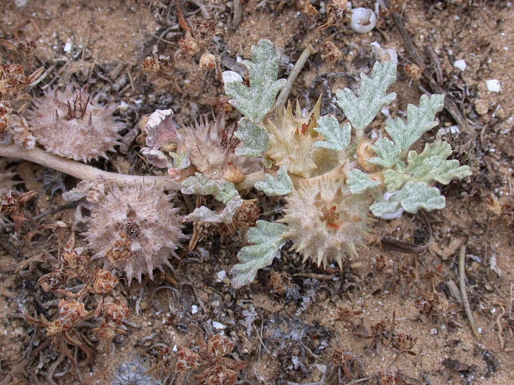 Изображение особи Neurada procumbens.