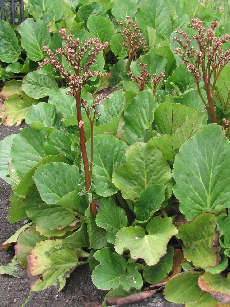 Изображение особи Bergenia crassifolia.