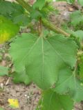 Xanthium orientale. Лист. Украина, г. Запорожье, возле Гребного канала. 16.09.2012.