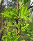 Caragana arborescens