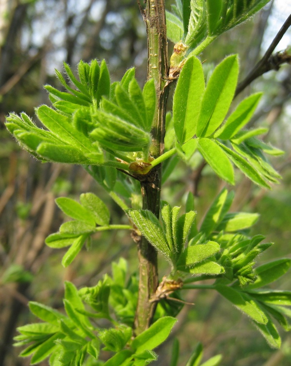 Image of Caragana arborescens specimen.
