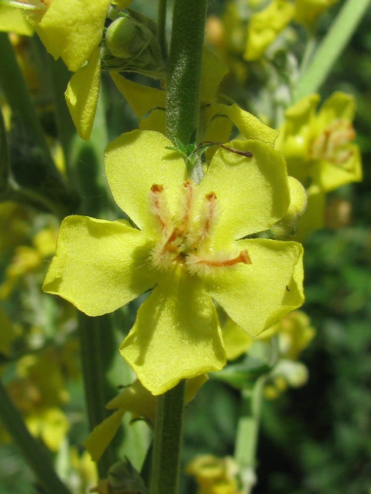 Image of Verbascum speciosum specimen.