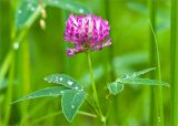 Trifolium medium