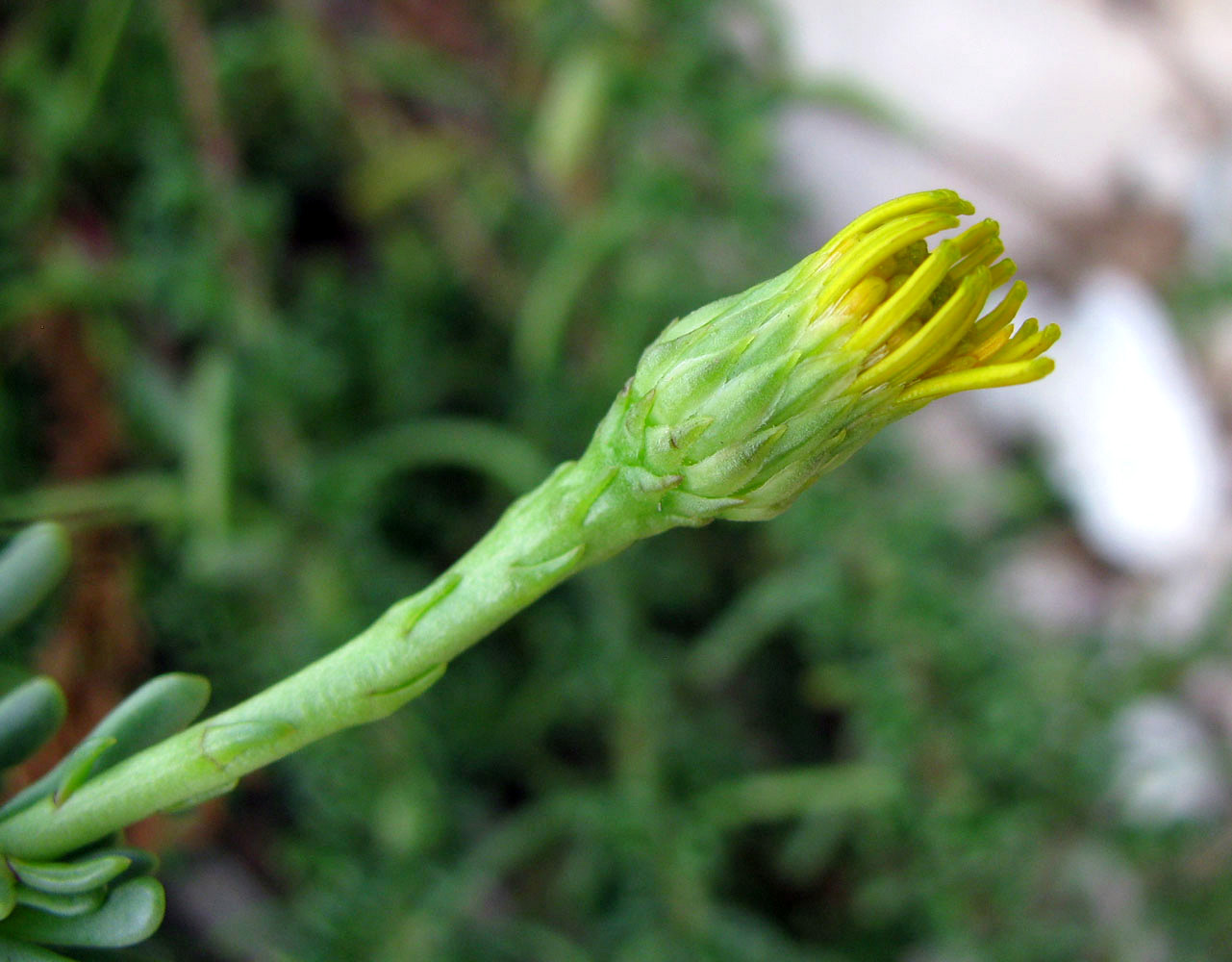 Изображение особи Limbarda crithmoides.