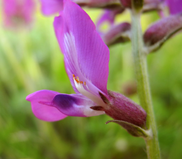 Изображение особи Oxytropis longirostra.