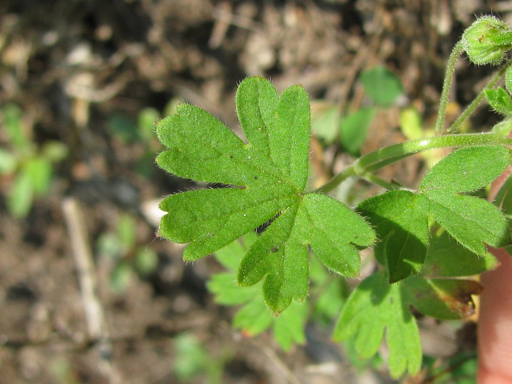 Image of Geranium pusillum specimen.