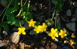 Caltha membranacea