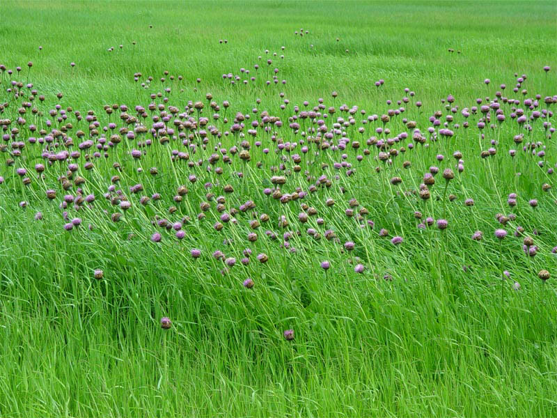 Изображение особи Stemmacantha serratuloides.