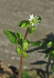 Image of taxon representative. Author is Александр Фатерыга