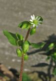 Stellaria media