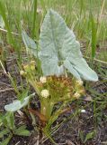 Petasites spurius