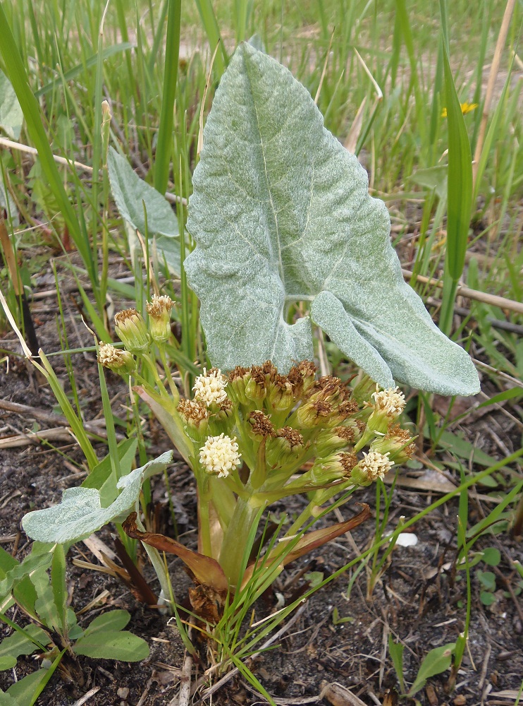 Image of Petasites spurius specimen.