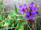 Prunella grandiflora